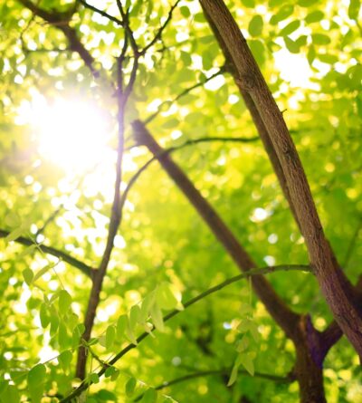 En 2014, les tempêtes successives ont provoqué la chute de plus de 40 arbres ….